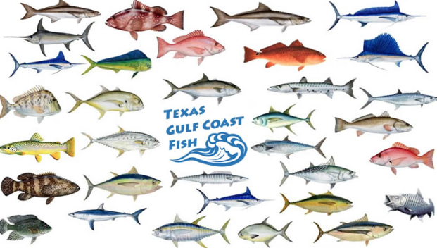 gulf coast fish